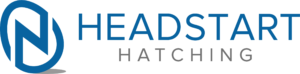 Headstart Hatching Logo